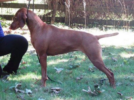 Image of Szizlin Kizmet Rhapsody In Gold