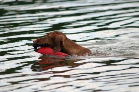 Image of Szizlin Kizmet Rhapsody In Gold