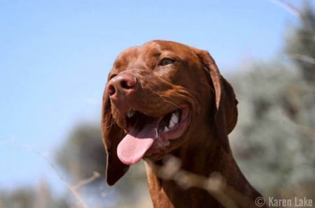 Image of Moonlight's Old Time Rock'n Roll