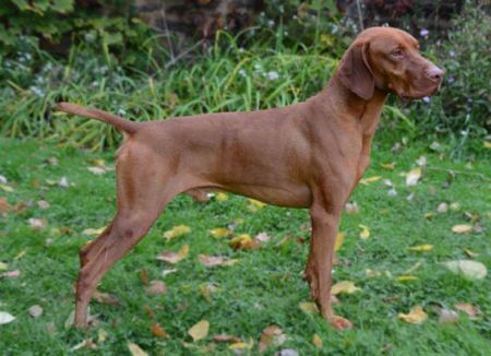 Image of Glade Mill Rock Me Amadeus