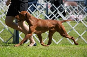 Image of Glade Mill Rock Me Amadeus