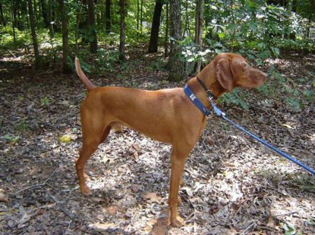 Image of Banker's Top Brand