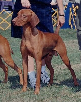 Image of Banker's Top Brand