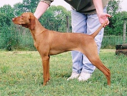 Image of Vizcaya's Raisin Caine