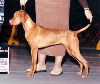 Image of Tivoliz Cpr Crk You're So Vain