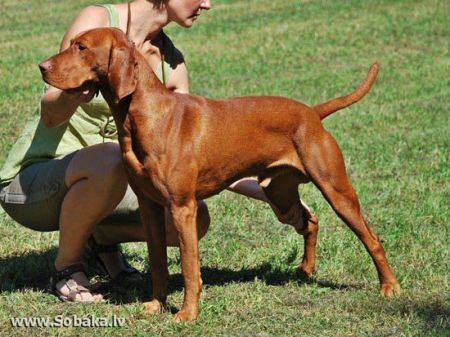 Image of Folusz z Talchejów
