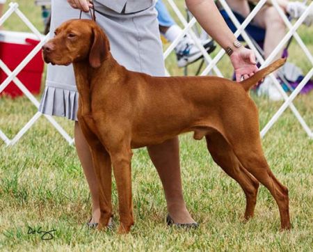 Image of Mira's Peacemaker