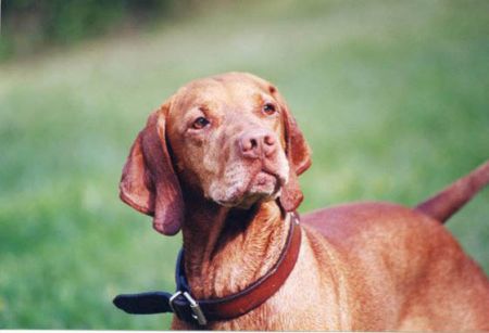 Image of Red Oak's Cool Hand Luke