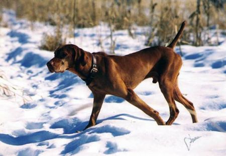 Image of Maximum Strider