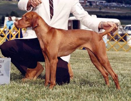 Image of Sagi's Starlite Of Bethwood