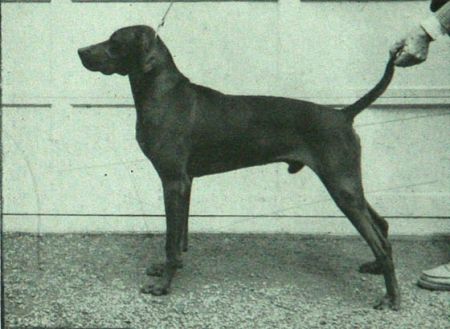 Image of Holloway's Red Victor