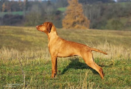 Image of Barcelona Star Moravia