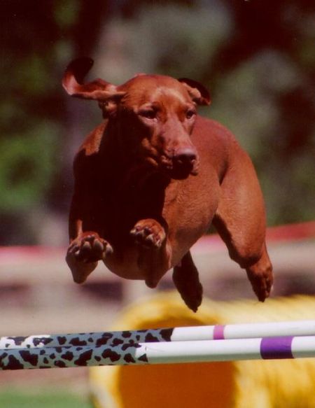 Image of Russet Leather Sacajawea III