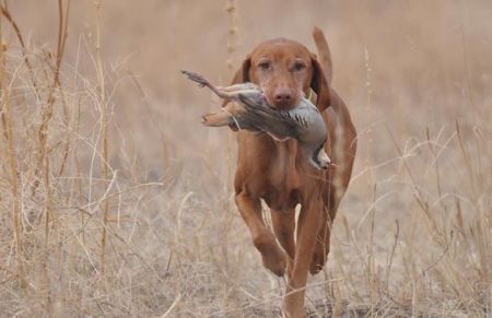 Image of Russet Leather Sacajawea III