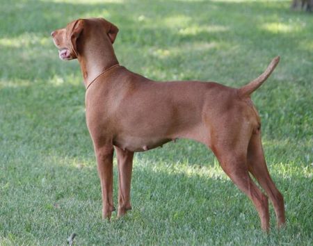 Image of Miras Ruby Slipper