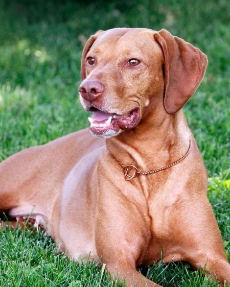 Image of Miras Ruby Slipper