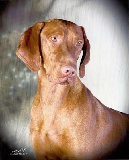 Image of Russet Leather Wild Encounter