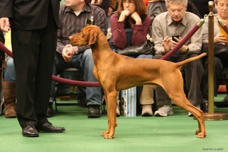Image of Russet Leather Hunter's Dance
