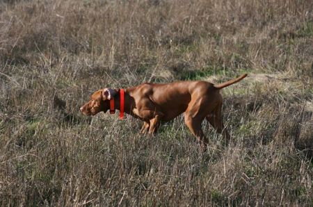 Image of Russet Leather Hunter's Dance
