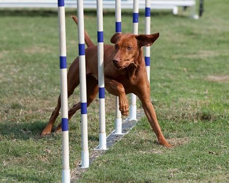 Image of Calibre's Madame Pico Curie