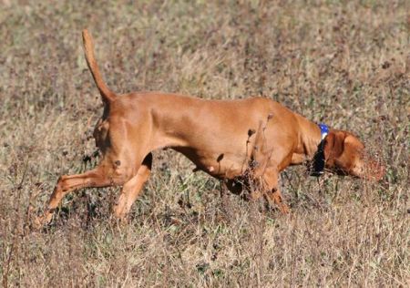 Image of Strider's Three Little Birds
