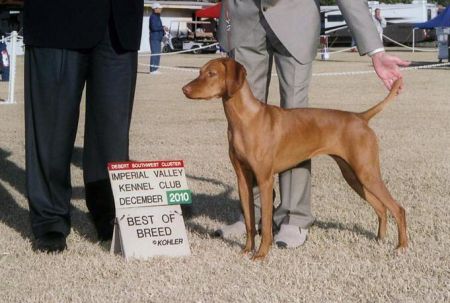 Image of Cameo's Spark Of Fire Mountain