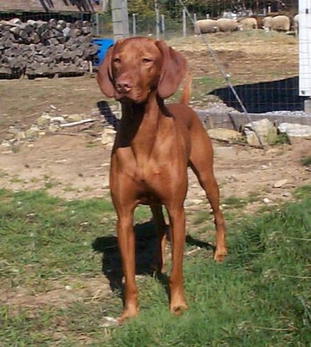 Image of Szizlin's Hold Yer Fire