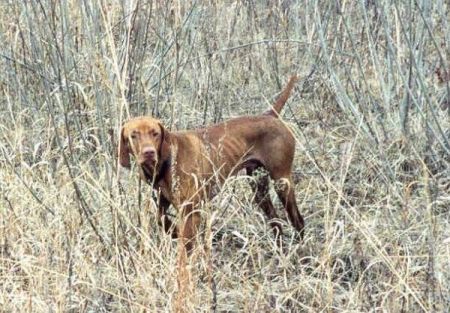 Image of Dry Creek Pappomatic / Hawks Pappomatic