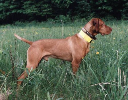 Image of Upwind Shiloh Mark of Zorro / Shiloh's Mark of Zorro