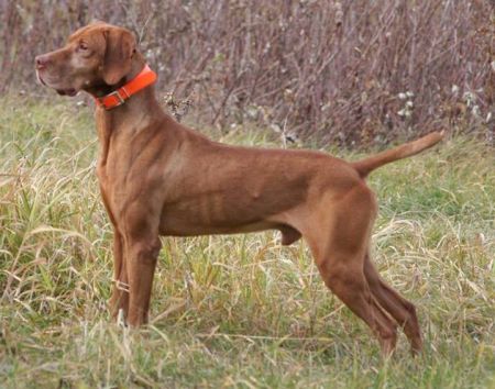 Image of Upwind Shiloh Mark of Zorro / Shiloh's Mark of Zorro