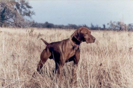 Image of Rebel Rouser Hawk II