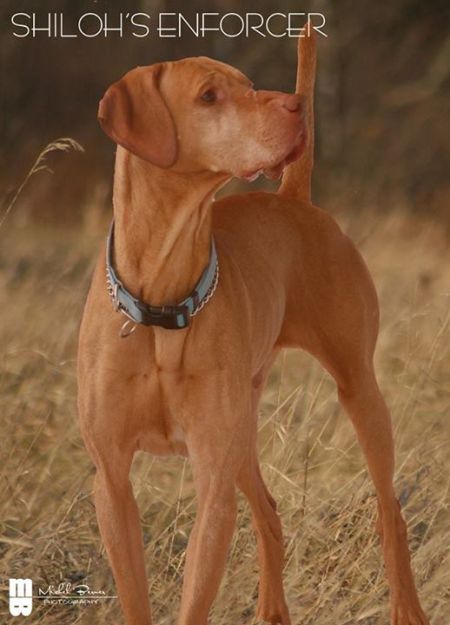 Image of Shiloh's Enforcer