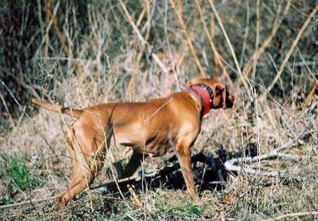 Image of Anna Of Busch Farm