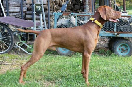 Image of Cameo's Closest To The Pin