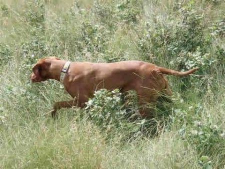 Image of Blackbullet Varazs Legacy