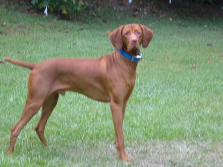 Image of Skipfire's Mountain Milo