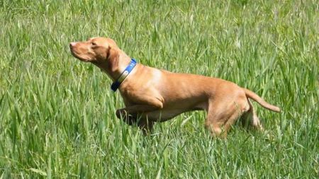 Image of Comynara Vihar Iranya