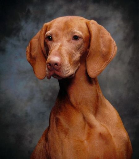 Image of Mehagian's Tamaron Tarika