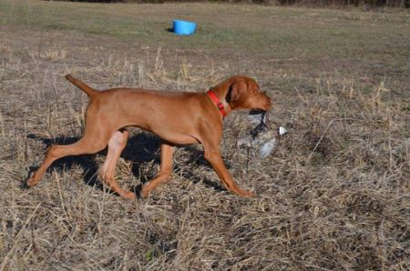 Image of Heartsong Mc'Question Authority