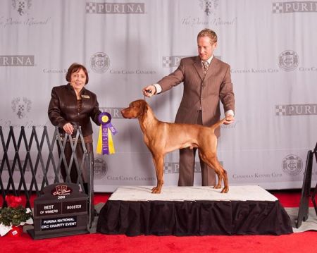 Image of Comynara Red Ryder Dog Cafe