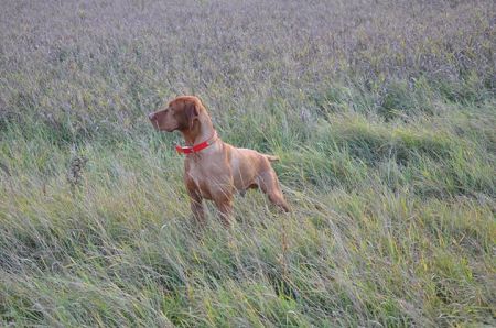 Image of Comynara Red Ryder Dog Cafe