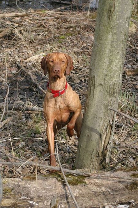 Image of Comynara Red Ryder Dog Cafe