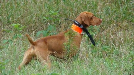 Image of Burr Oak's Quarterback