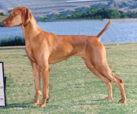 Image of Russet Leather Anasazi