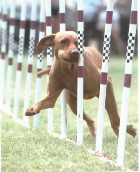 Image of Russet Leather Anasazi