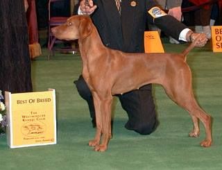 Image of Russet Leather Anasazi