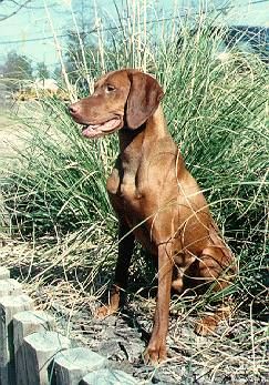 Image of Vizsta's Royal Redd Baron