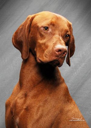 Image of Lagniappe Sir Ruger Huntmore