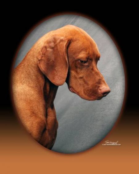 Image of Lagniappe Sir Ruger Huntmore