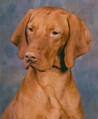 Image of Stonepointe's Thunderheart